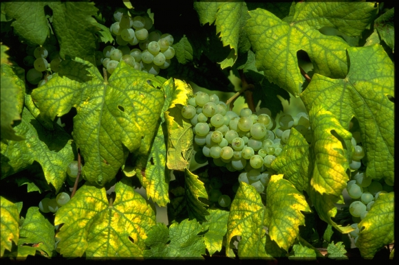 Bourgogne-Palatinat, le vin par tradition